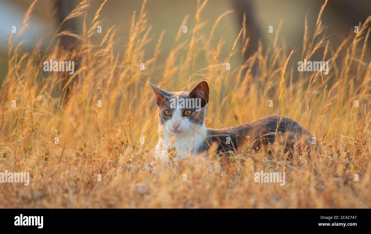 White cat with gray resting in the middle of a field with small flowers and yellow plants Stock Photo