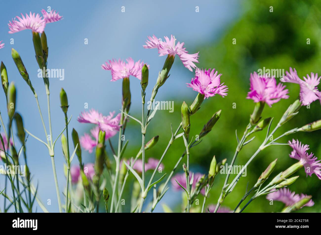 Little blooming pink carnations against blue sky in the flower garden. Summer floral background. Closeup Stock Photo