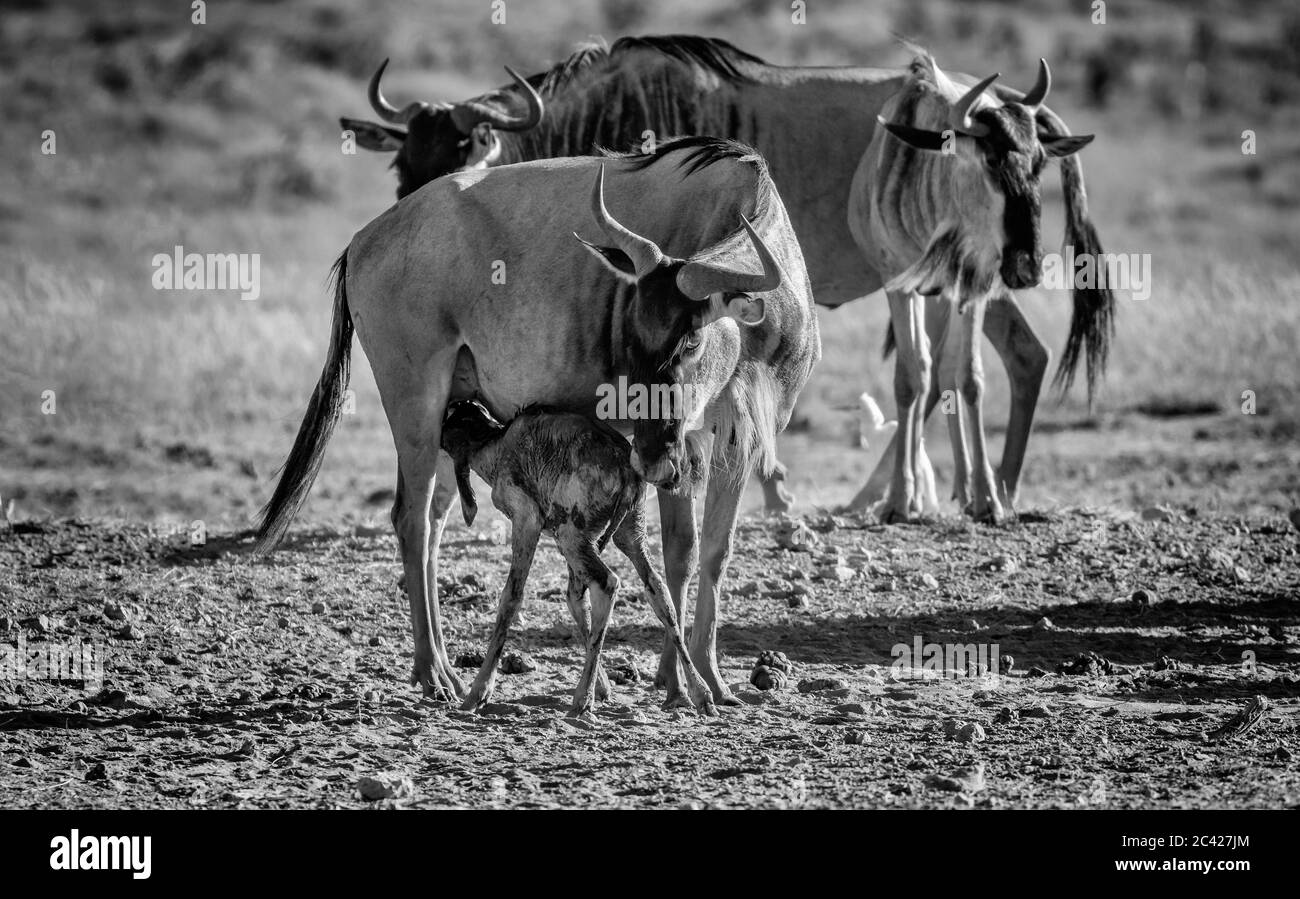 Blue wildebeest newborn calf suckles mother for first time 'Connochaetes taurinus'. Amboseli National Park, Kenya, Africa. Black and white monochrome Stock Photo