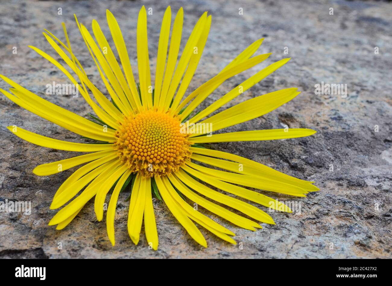 Yellow flower of forest Elecampane ( Inula helenium) or Horse-heal, or Marchalan on natural stone background, close up view Stock Photo