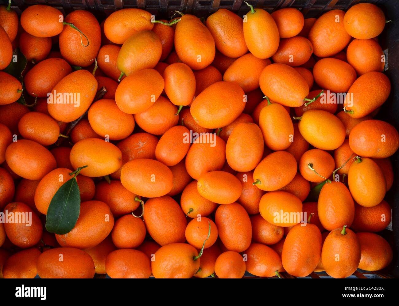 Very aromatic Oval Kumquat or Nagami Kumquat, (Citrus japonica 'Margarita' or Fortunella margarita), southern fruit rich in vitamins A, B and C Stock Photo