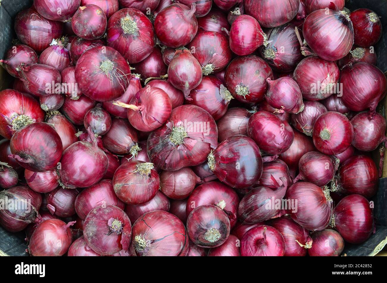 Pile of red onion in cardboard crate, ready for sale Stock Photo Alamy