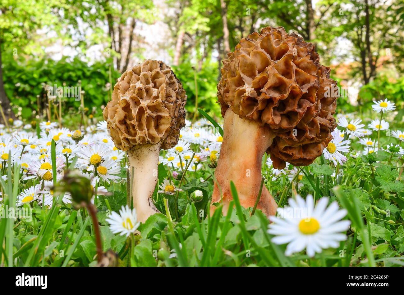Two Morchella esculenta or Common morel mushrooms in fresh spring vegetation, among green grass and daisy flowers in sunset light Stock Photo