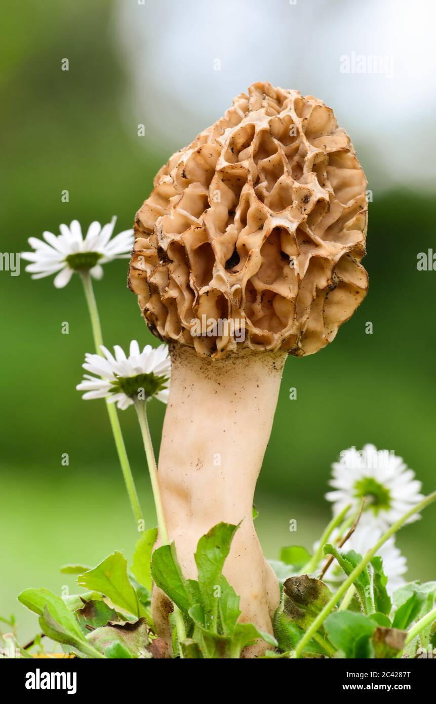 Common morel mushroom or Morshella esculenta among daisy flowers against green bokeh background Stock Photo