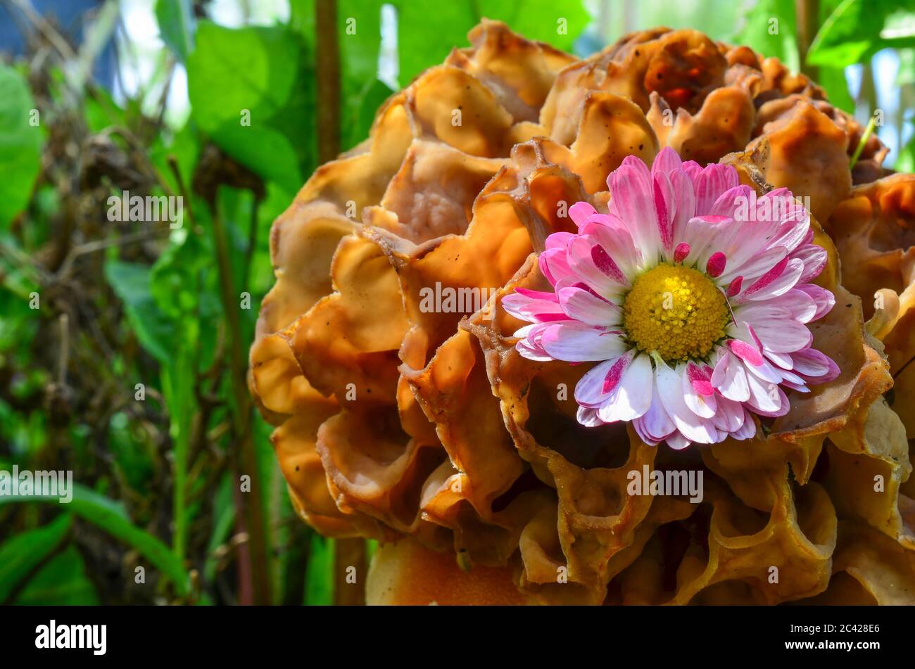 Red and white Daisy flower captured by cap of Common morel or Morchella Esculenta, close up view Stock Photo