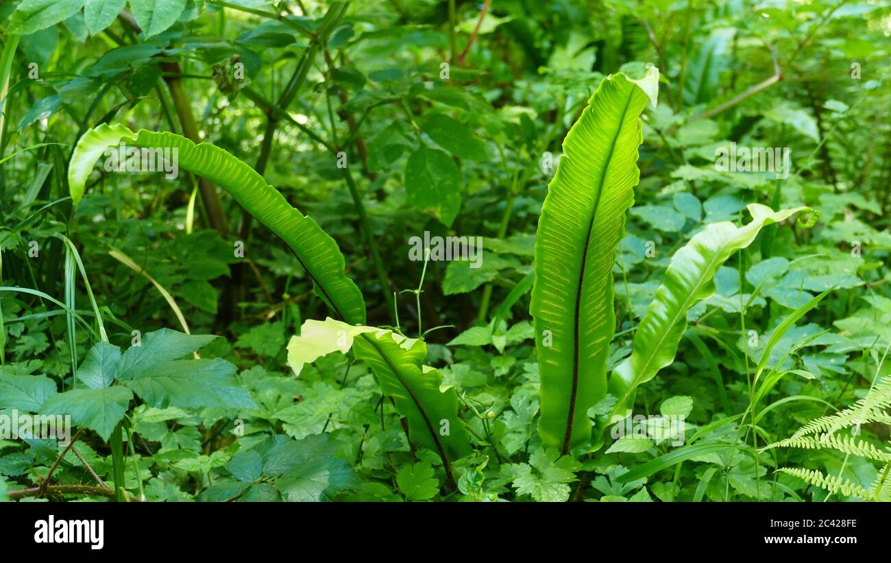 Background with green-toned vegetation and elongated forest leaves. Stock Photo