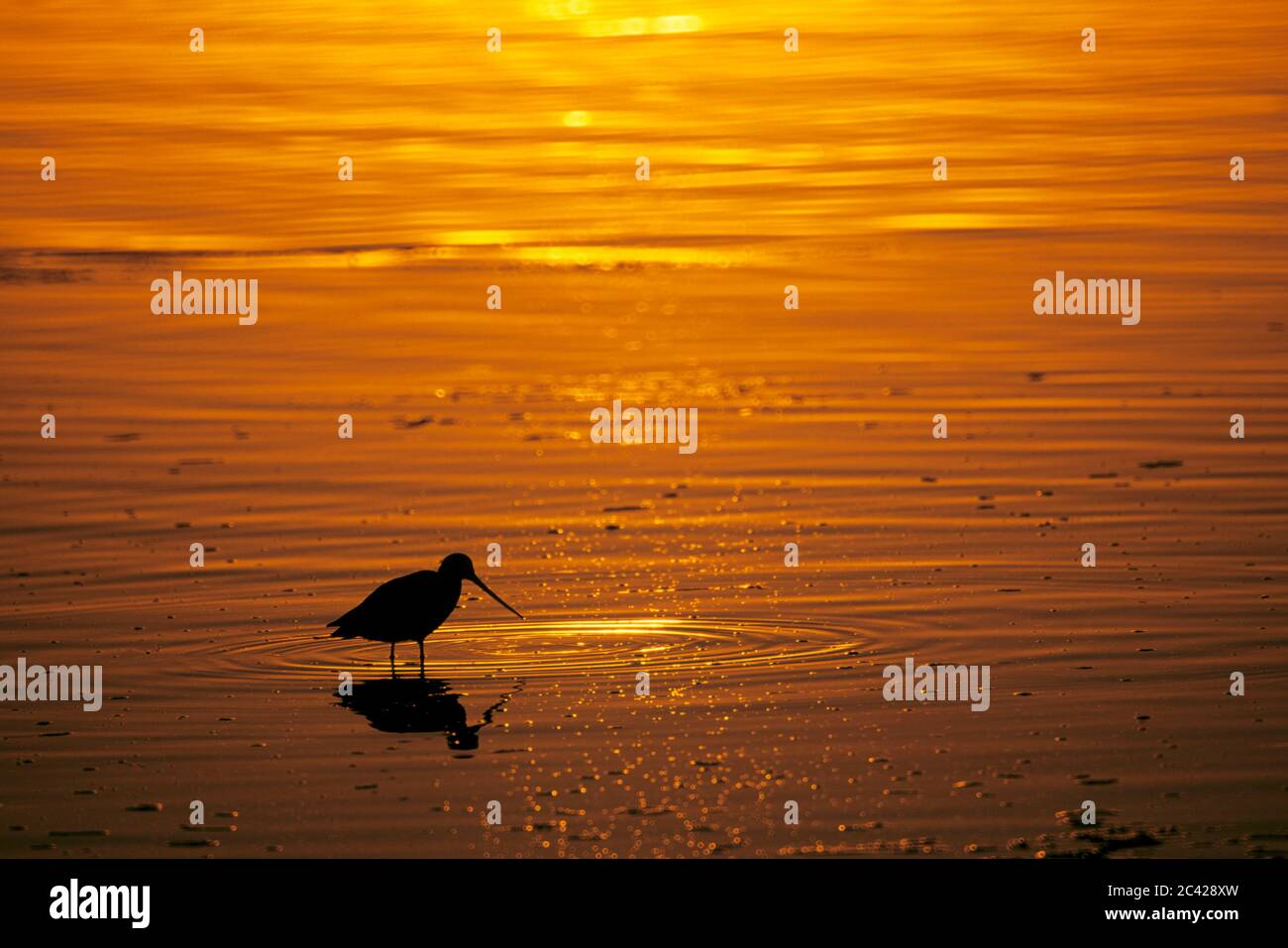 Shorebird sunset, Mission Bay Park, San Diego, California Stock Photo