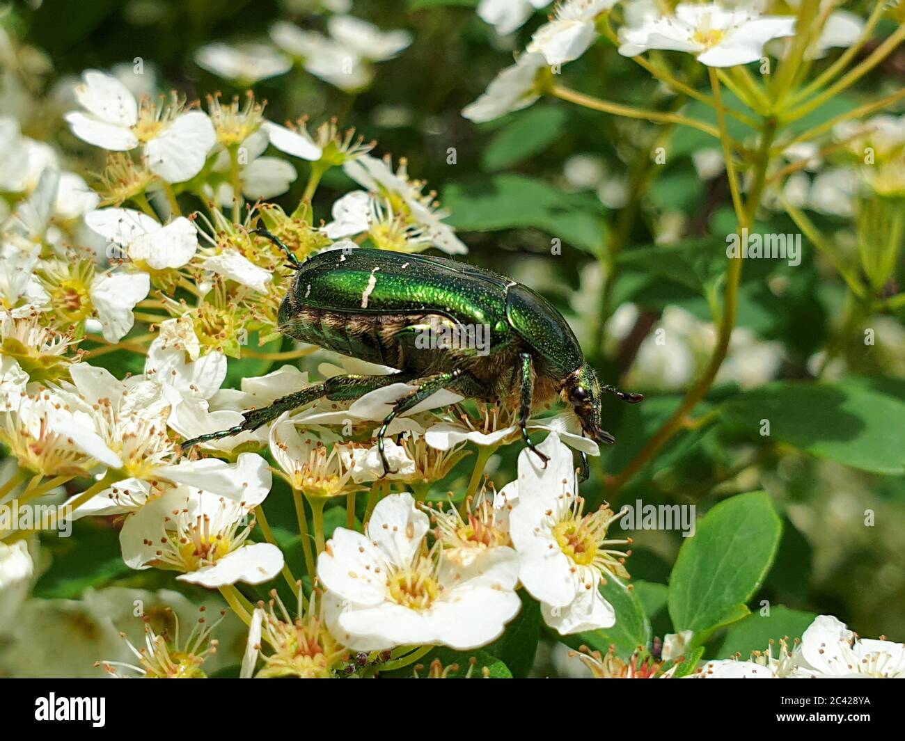 Green june beetles hi-res stock photography and images - Alamy