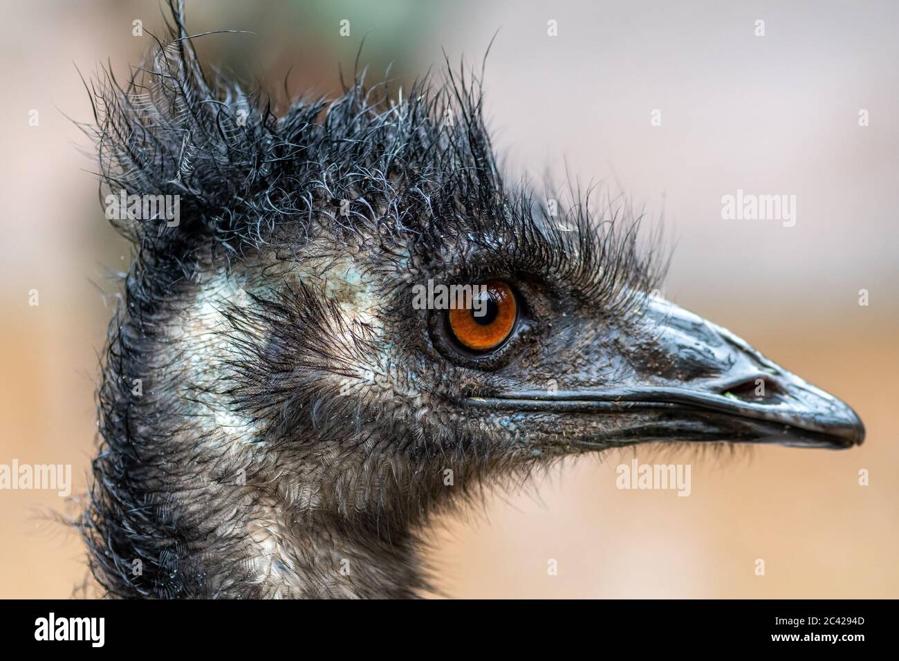 Close up of portrait of blue emu on nature background Stock Photo - Alamy