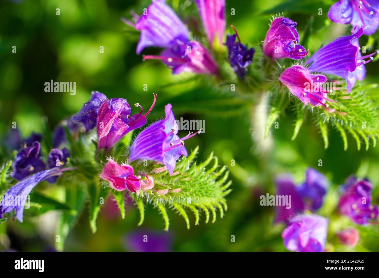 Beauty of purple hi-res stock photography and images - Alamy