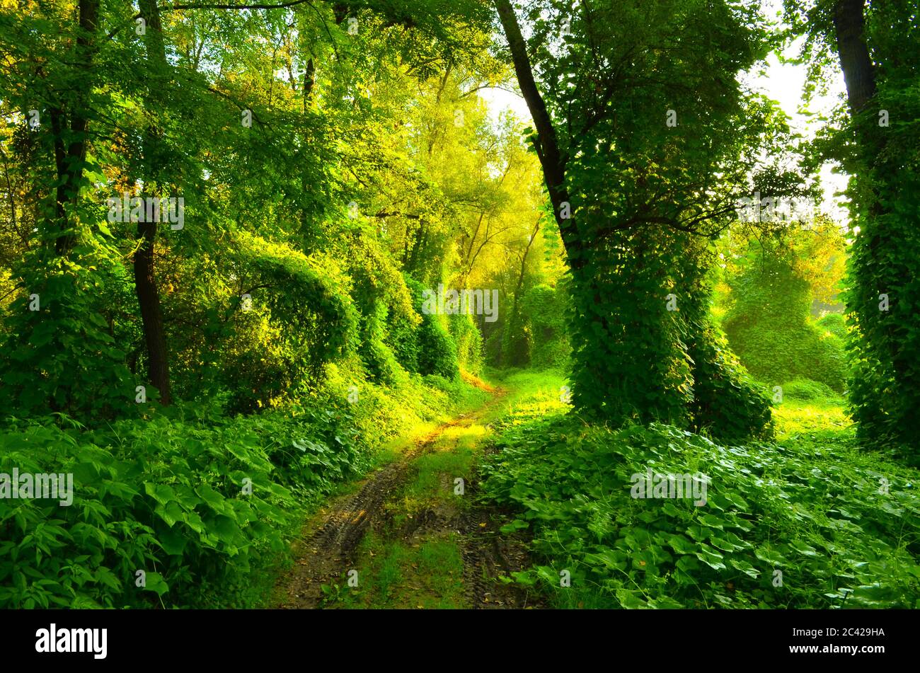 Jungle creepers trees hires stock photography and images Alamy