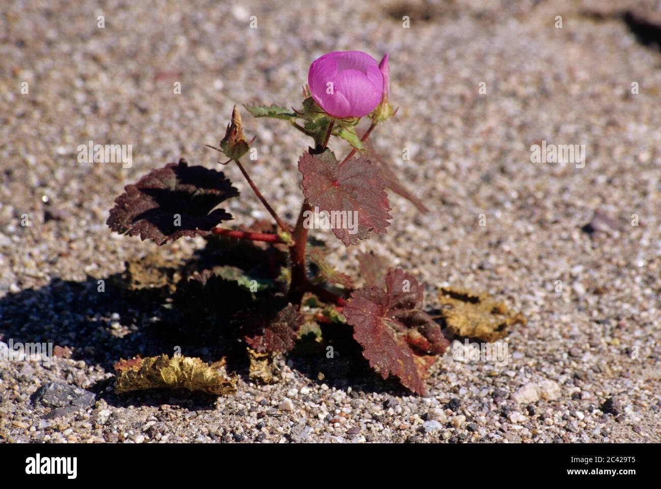 Desert five-spot (Eremalche rotundifolia) near Amargosa River, Death Valley National Park, California Stock Photo