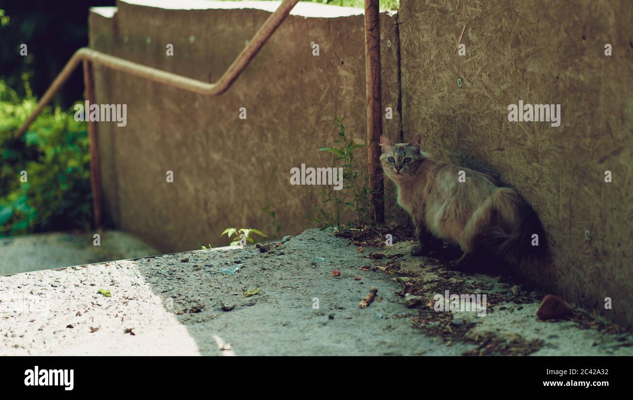 Stray cat walking on street. Homeless pussycat outdoors. Stock Photo