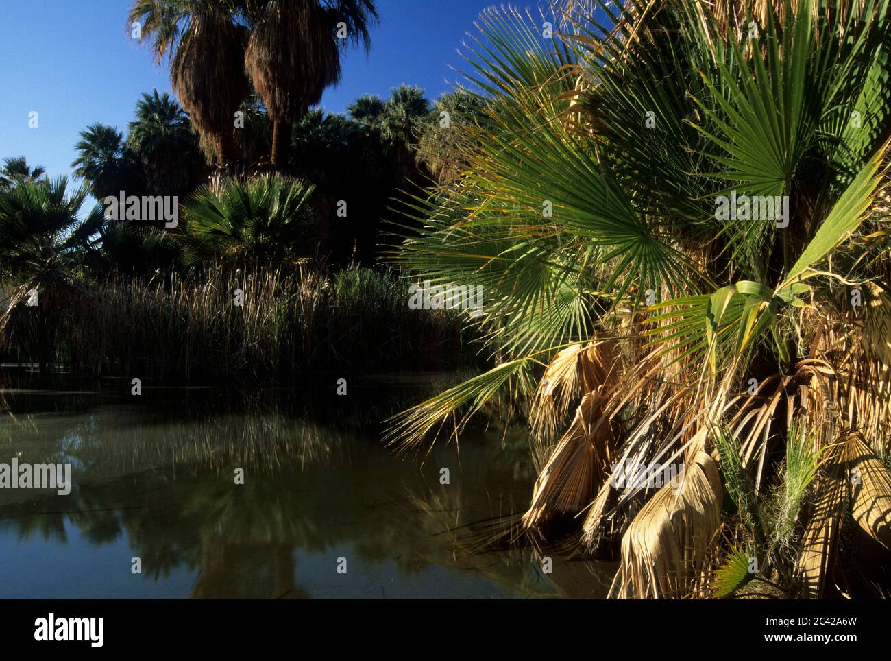 Spring at McCallum Grove, Coachella Valley Preserve, California Stock Photo Alamy
