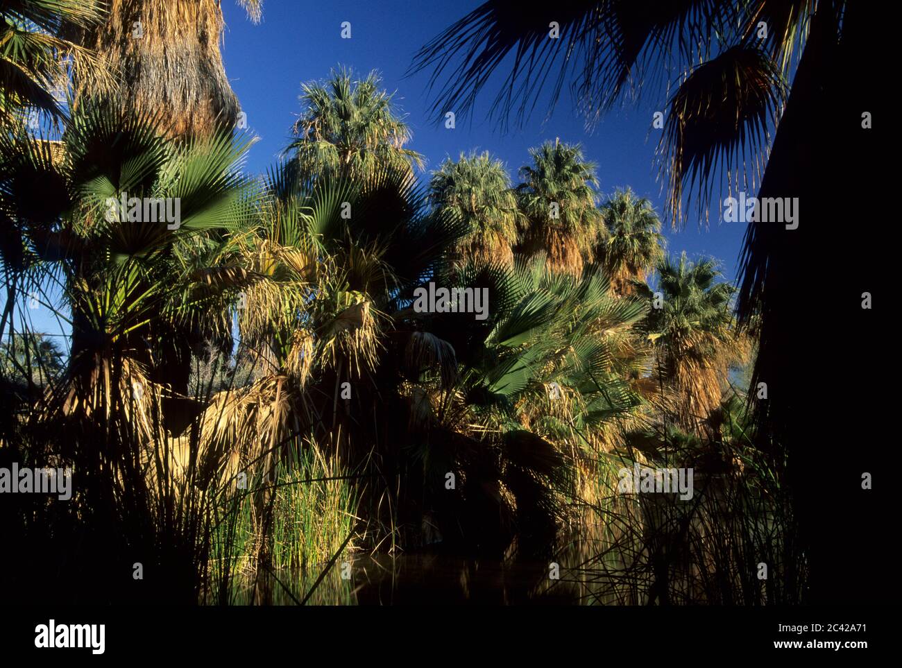 Spring at McCallum Grove, Coachella Valley Preserve, California Stock Photo Alamy