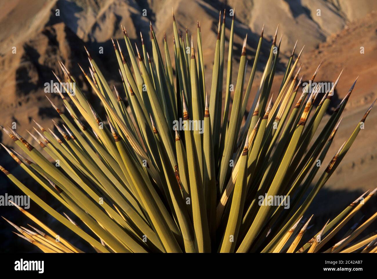 Joshua tree, Rainbow Basin Natural Area, Barstow District Bureau of Land Management, California
