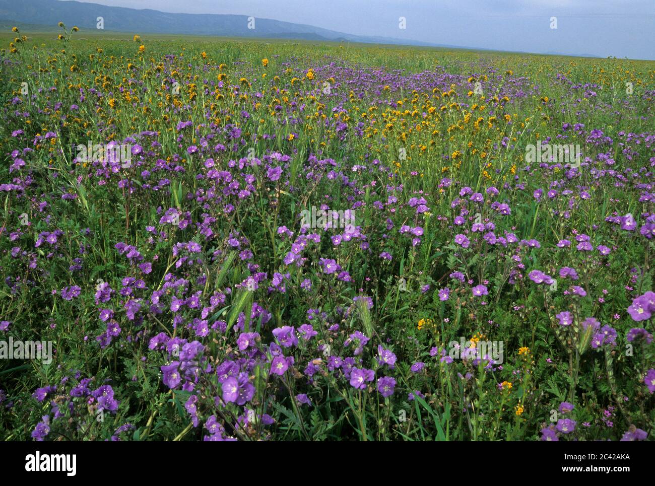 Phacelia field, Carrizo Plain National Monument, California Stock Photo