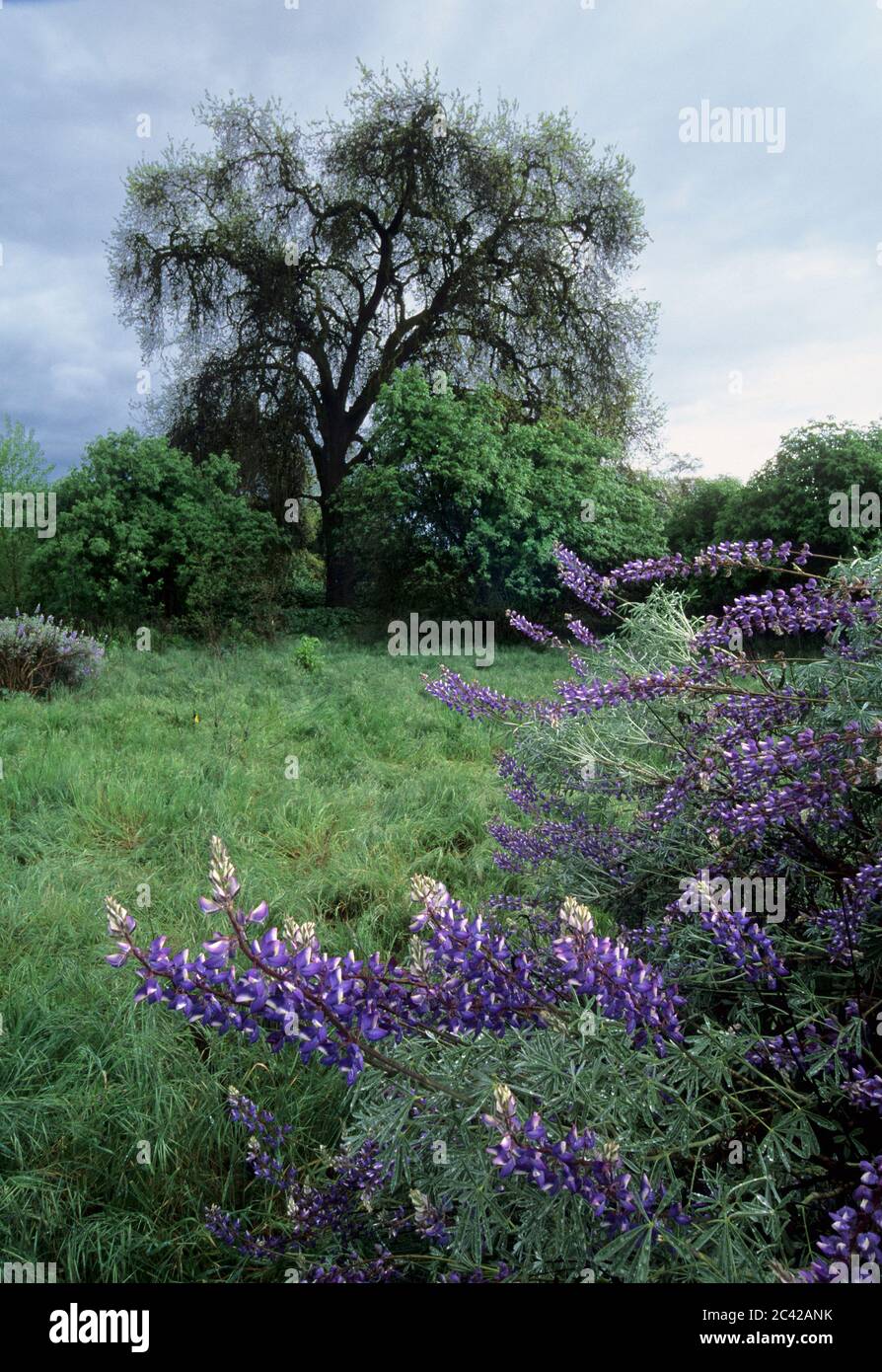 Kaweah oaks preserve california hires stock photography and images Alamy
