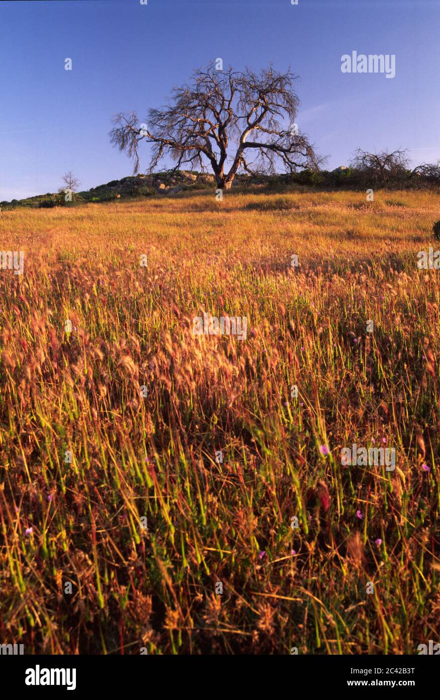 Oak in grassland, Barnett Ranch Open Space Preserve, California Stock Photo