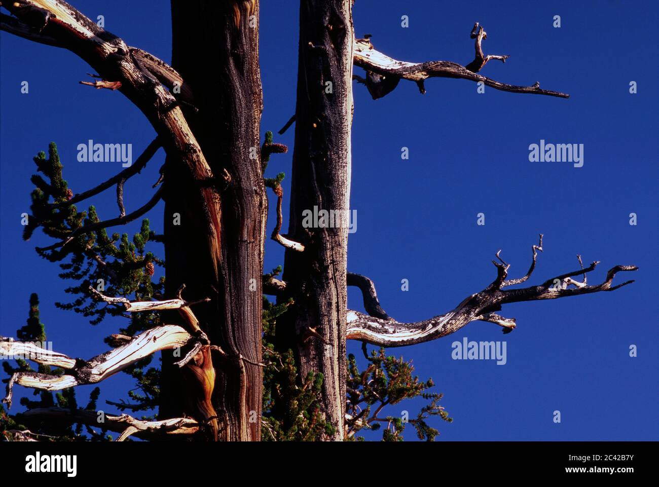 Bristlecone pine at Schulman Grove, Ancient Bristlecone Pine Forest, Ancient Bristlecone National Scenic Byway, Inyo National Forest, California Stock Photo