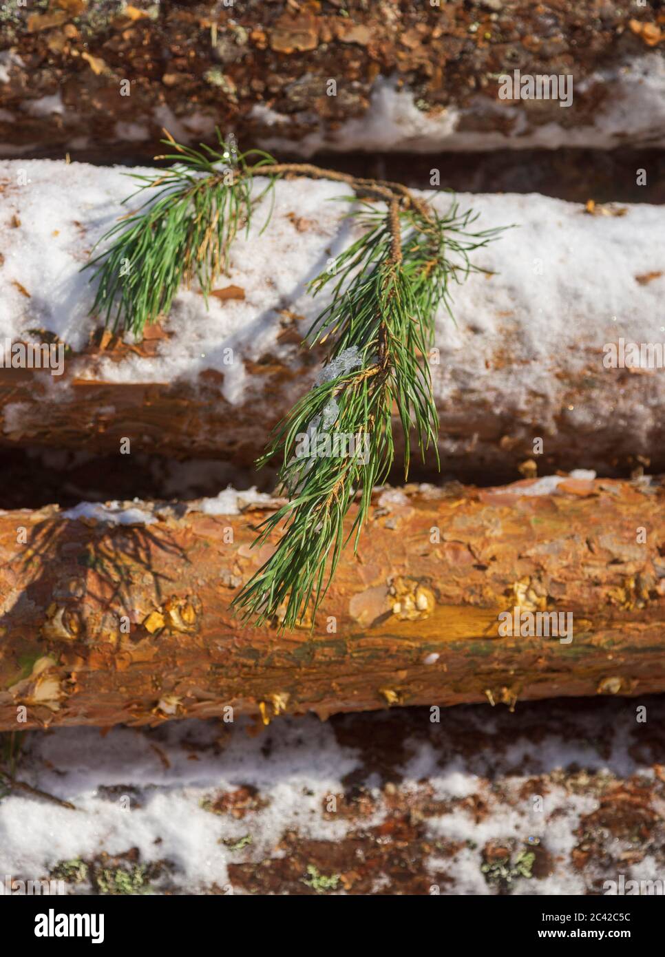 Closeup of the last green pine tree branch sticking out of a log pile ...