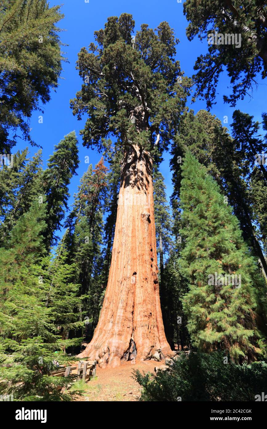General Sherman tree the largest tree in the world in Sequoia