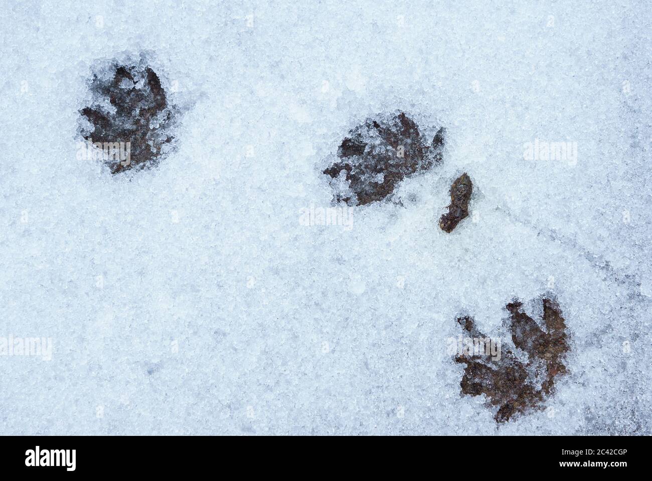 Closeup of European hedgehog ( Erinaceus europaeus ) tracks on snow Stock Photo