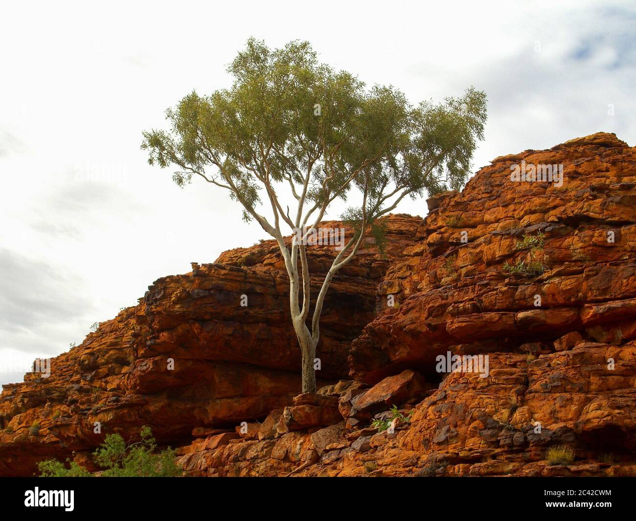 Alice Spring Ghost Alice springs ghost gum tree hi-res stock photography and images - Alamy