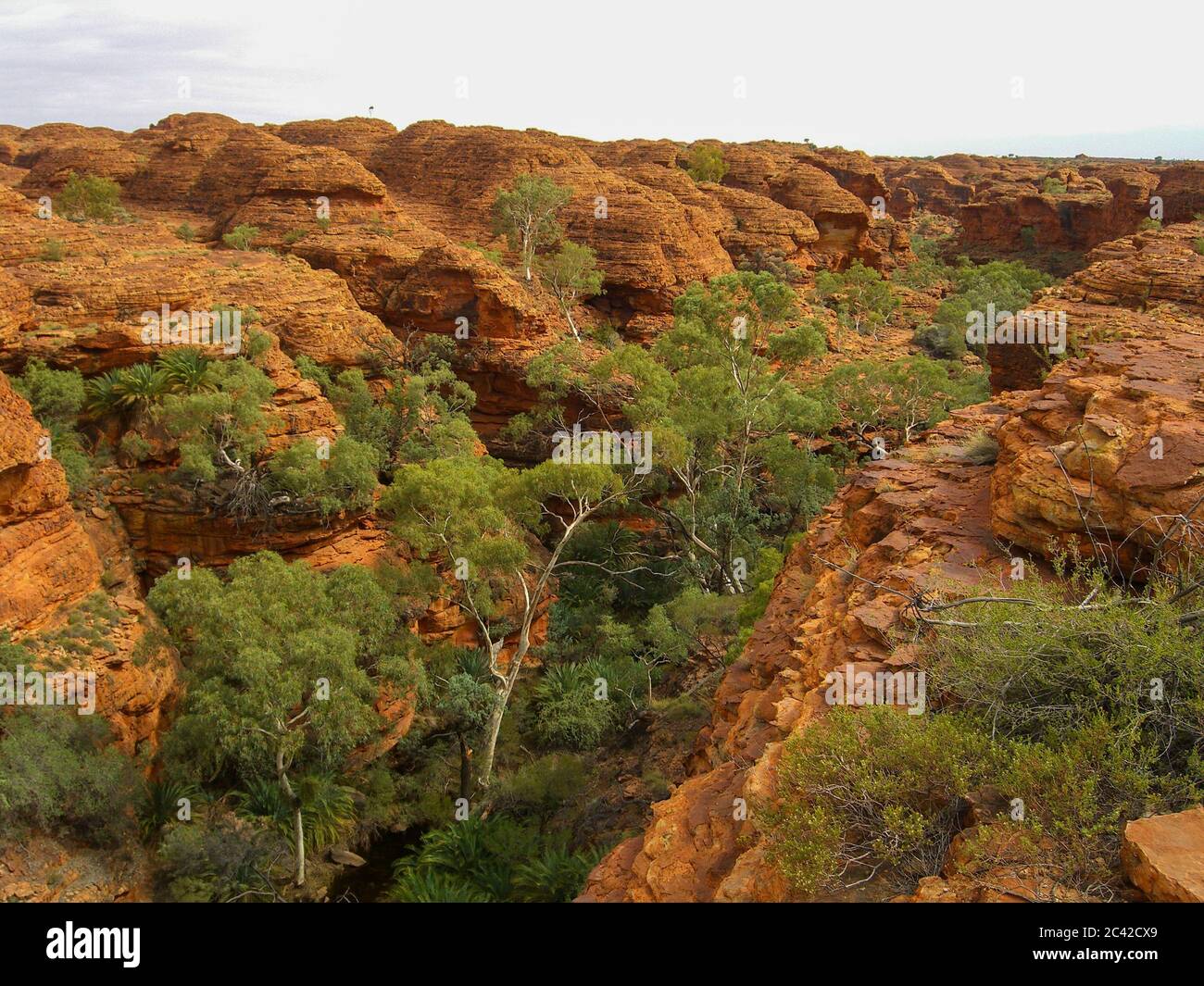 Alice Spring Ghost Alice springs ghost gum tree hi-res stock photography and images - Alamy