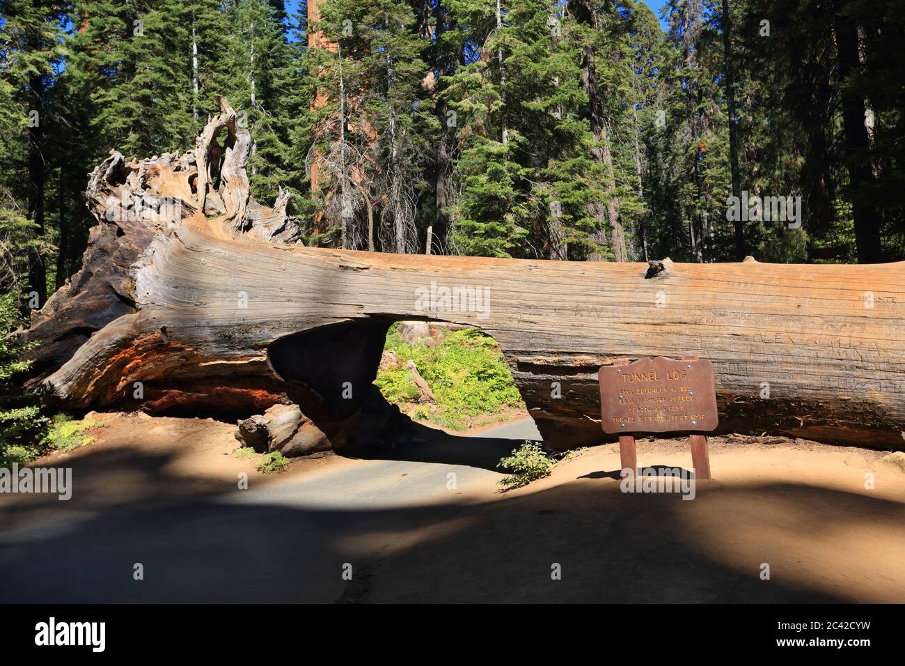 Tunnel Log in Sequoia National Park. California, United States. Stock Photo
