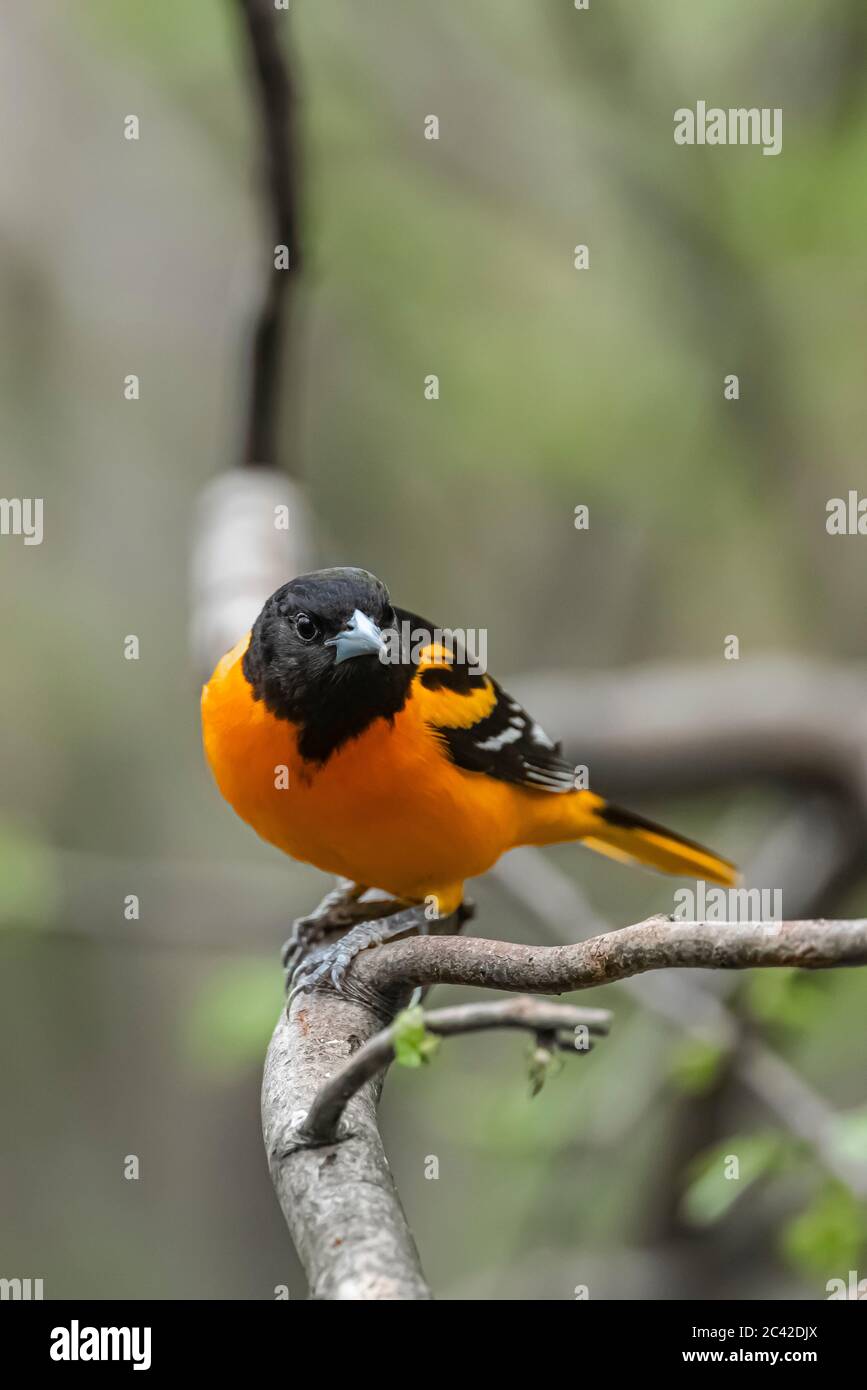 Baltimore Oriole, Icterus galbula, coming to a feeder in spring in central Michigan, USA Stock Photo