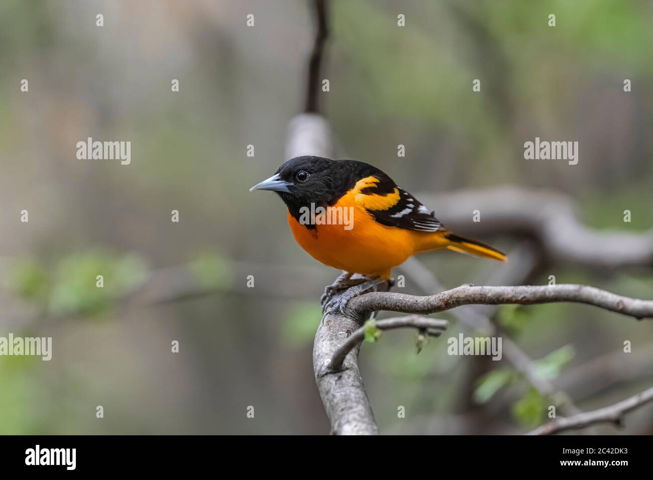 Baltimore Oriole, Icterus galbula, coming to a feeder in spring in central Michigan, USA Stock Photo
