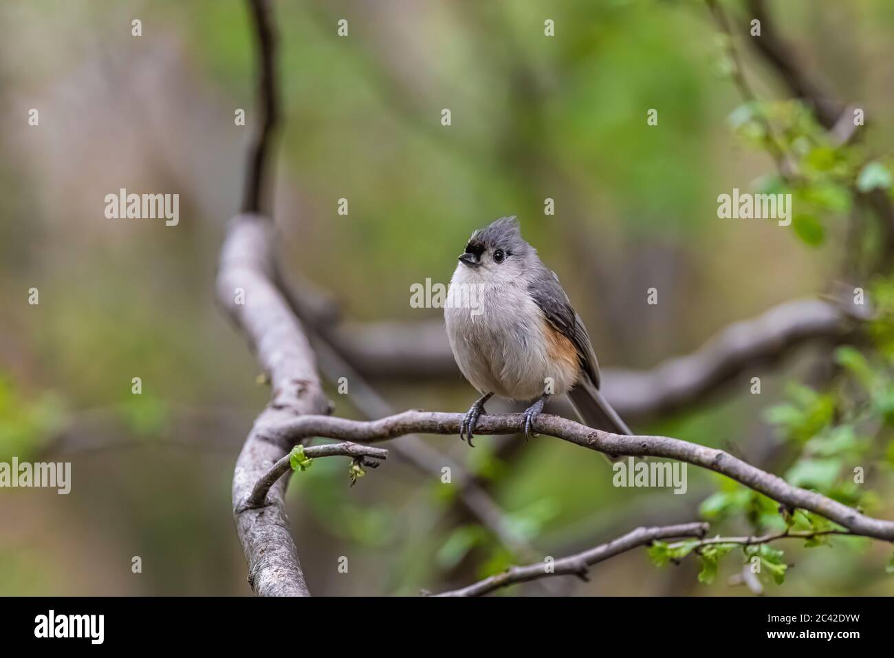 Tufted Titmouse, Baeolophus bicolor, coming to a feeding station in central Michigan, USA Stock Photo