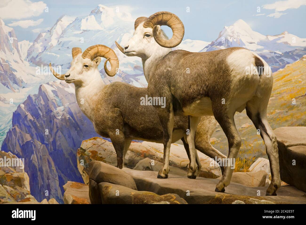 Mountain Sheep in the Carnegie Museum of Natural History,Pittsburgh ...