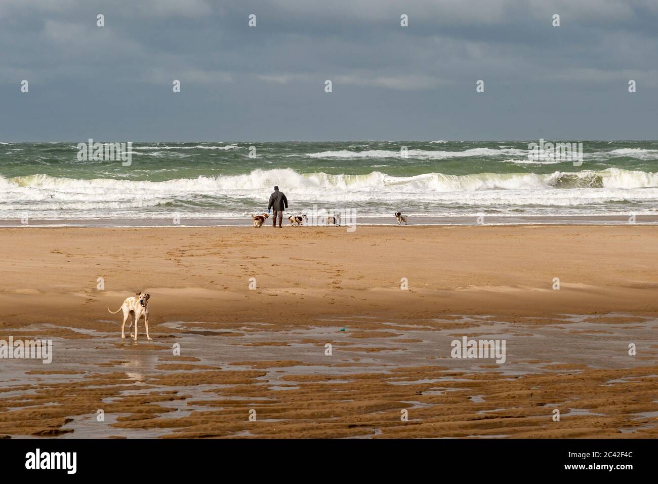 Beach trip with dogs at Veere-Oostkapelle, The Netherlands Stock Photo