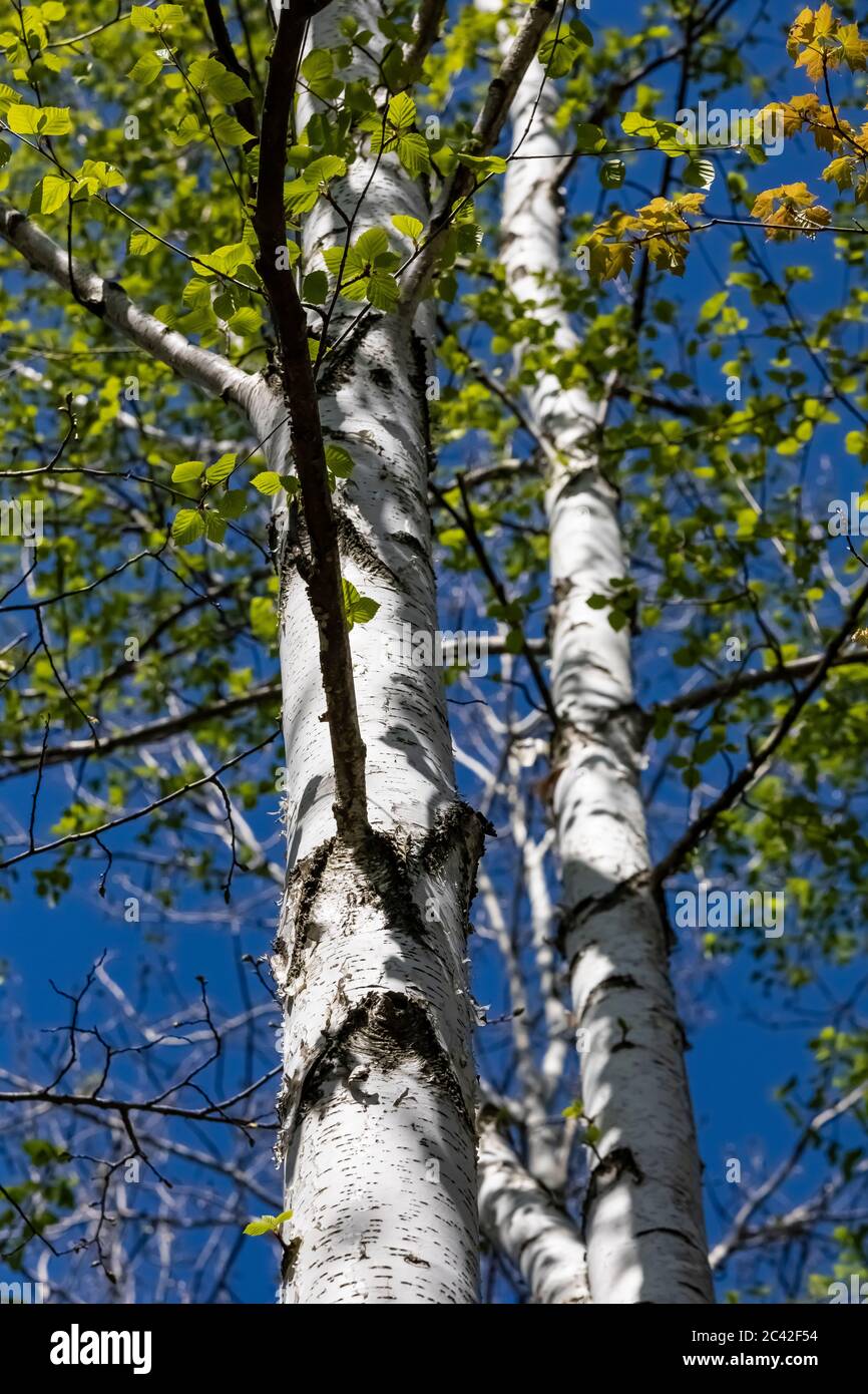 Paper Birch, Betula papyrifera