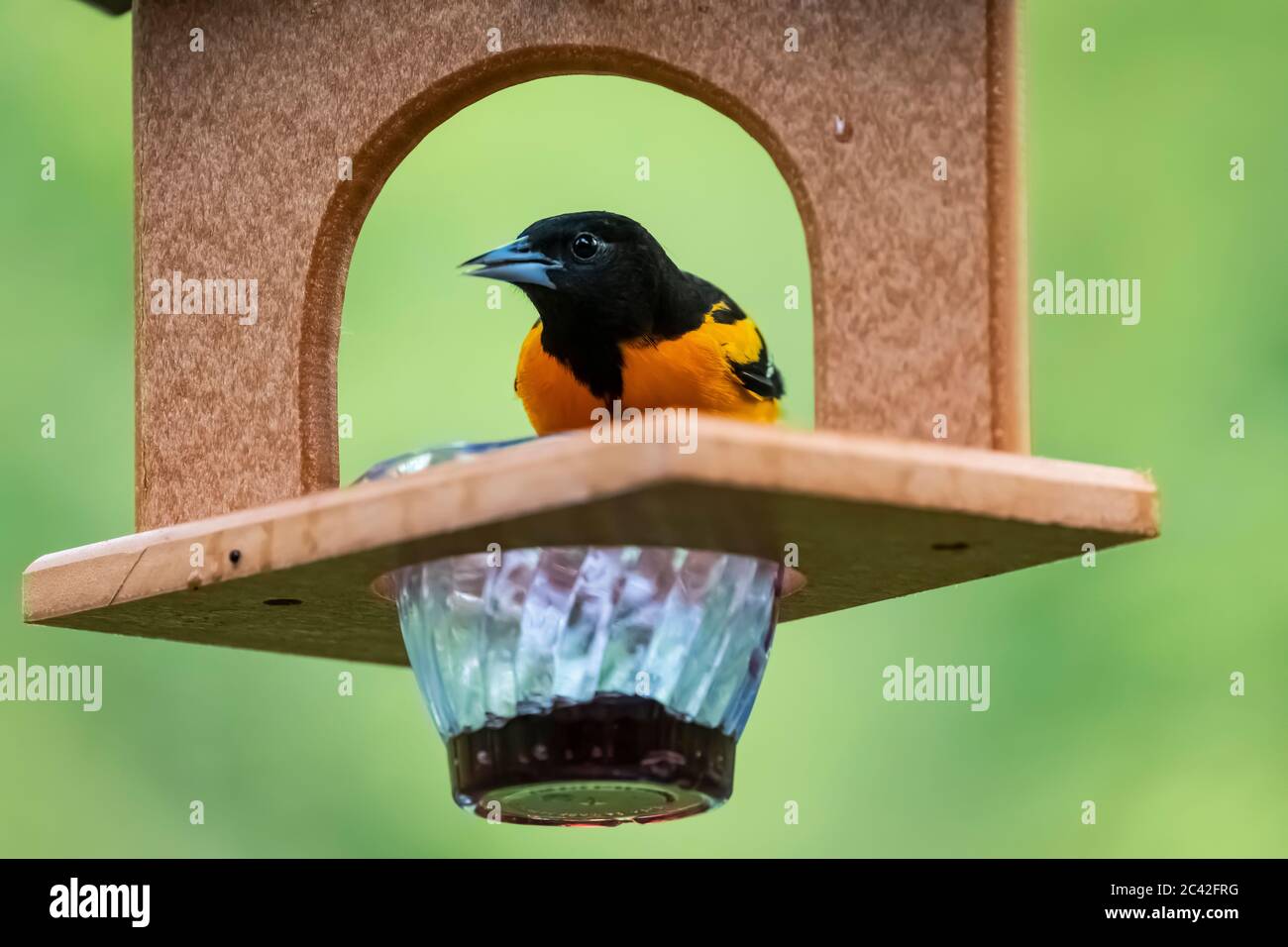 Baltimore Oriole, Icterus galbula, male coming to a grape jelly feeder