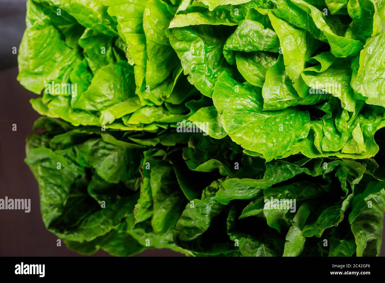 Romaine heart lettuce head over black background Stock Photo Alamy