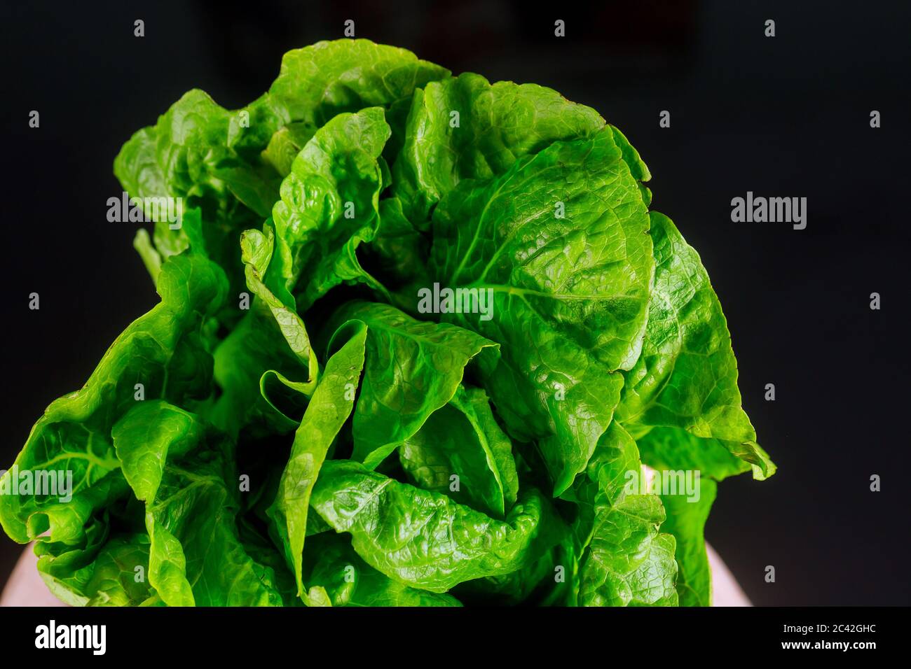Single romaine heart lettuce head over black background Stock Photo Alamy