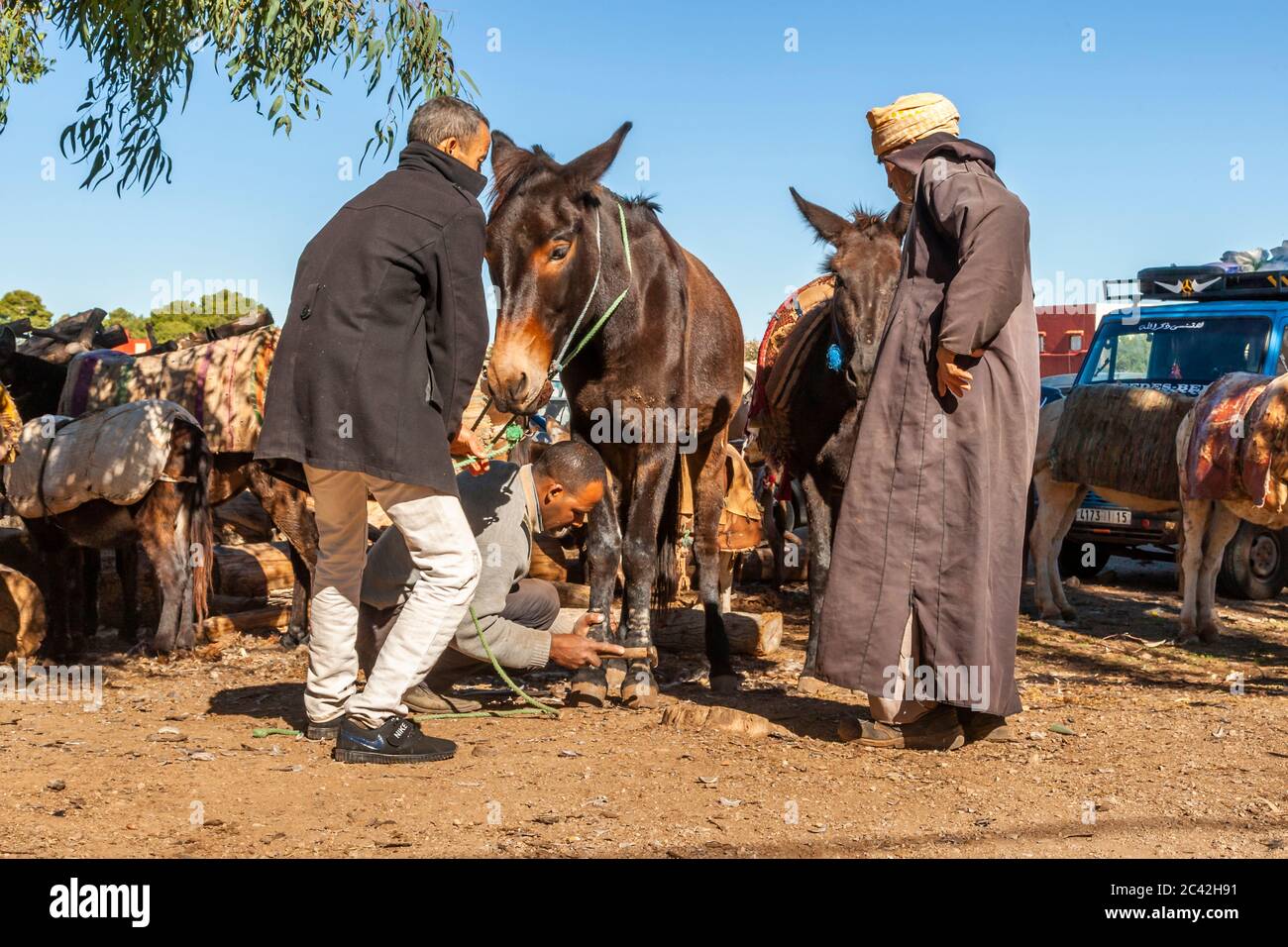 Impressions of Morocco: Donkey at the farrier's Stock Photo