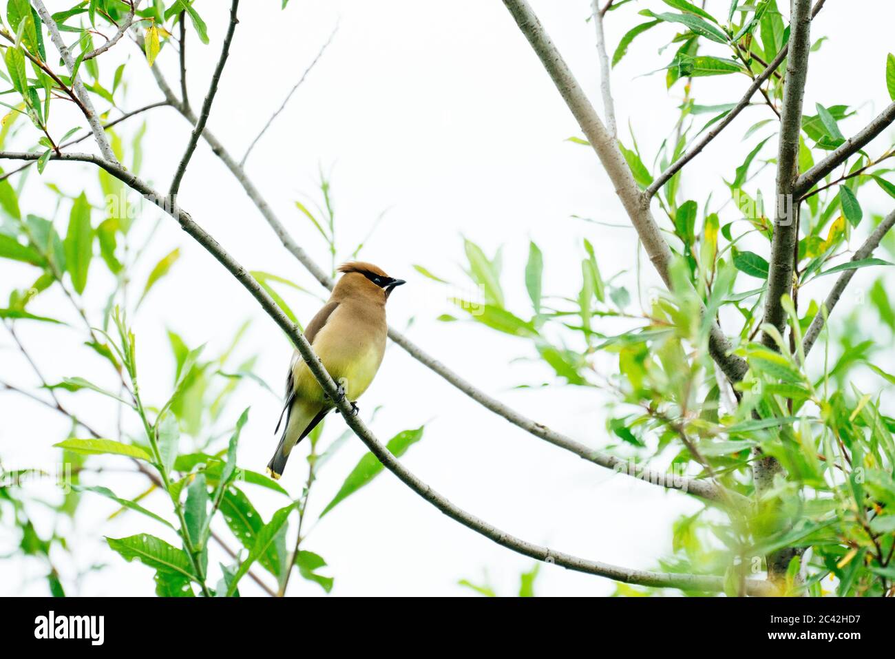 Side view of a Cedar Waxwing bird perched on a blooming branch Stock ...