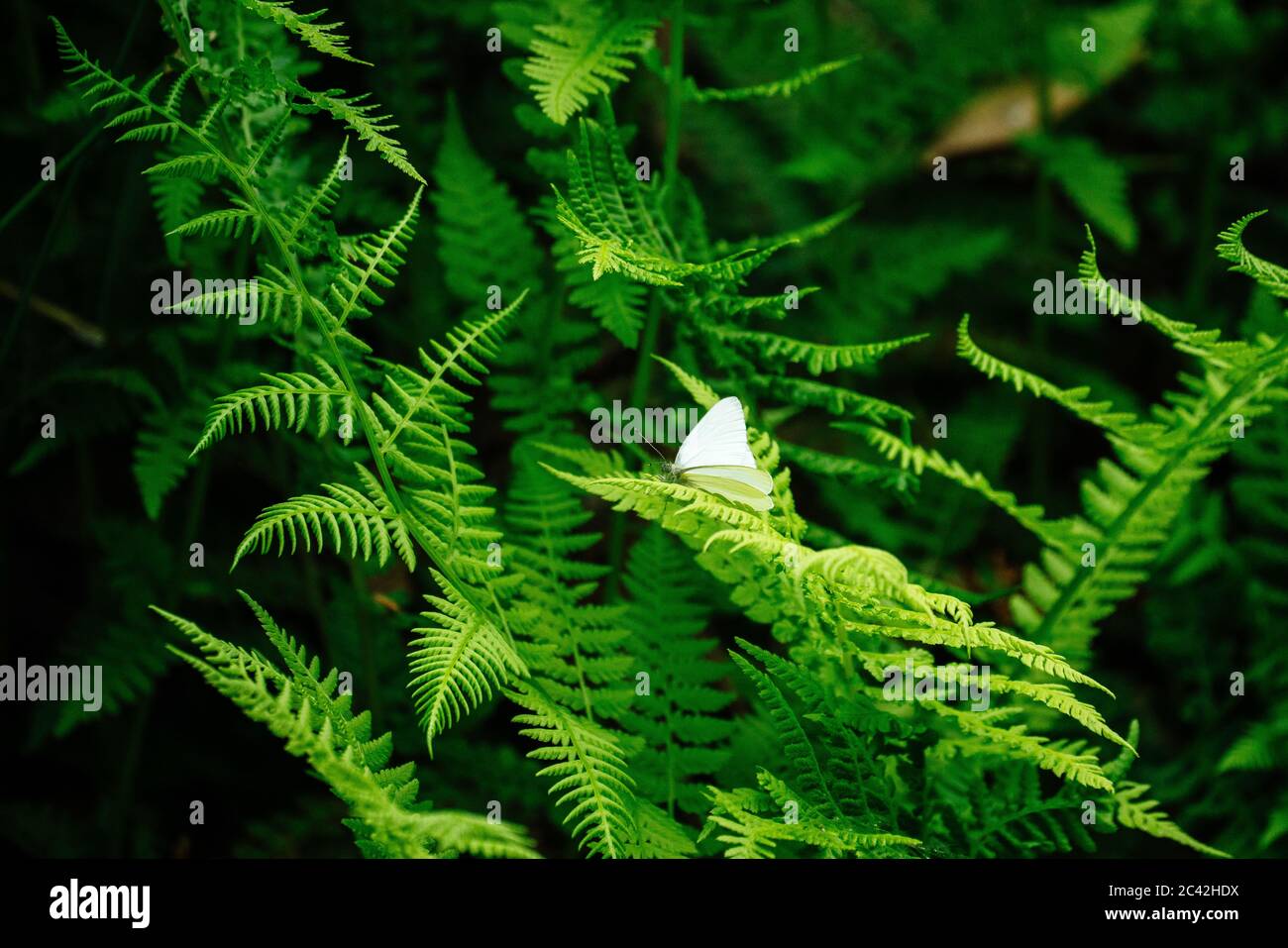 Wide angle view of a white butterfly on a fern leaf Stock Photo