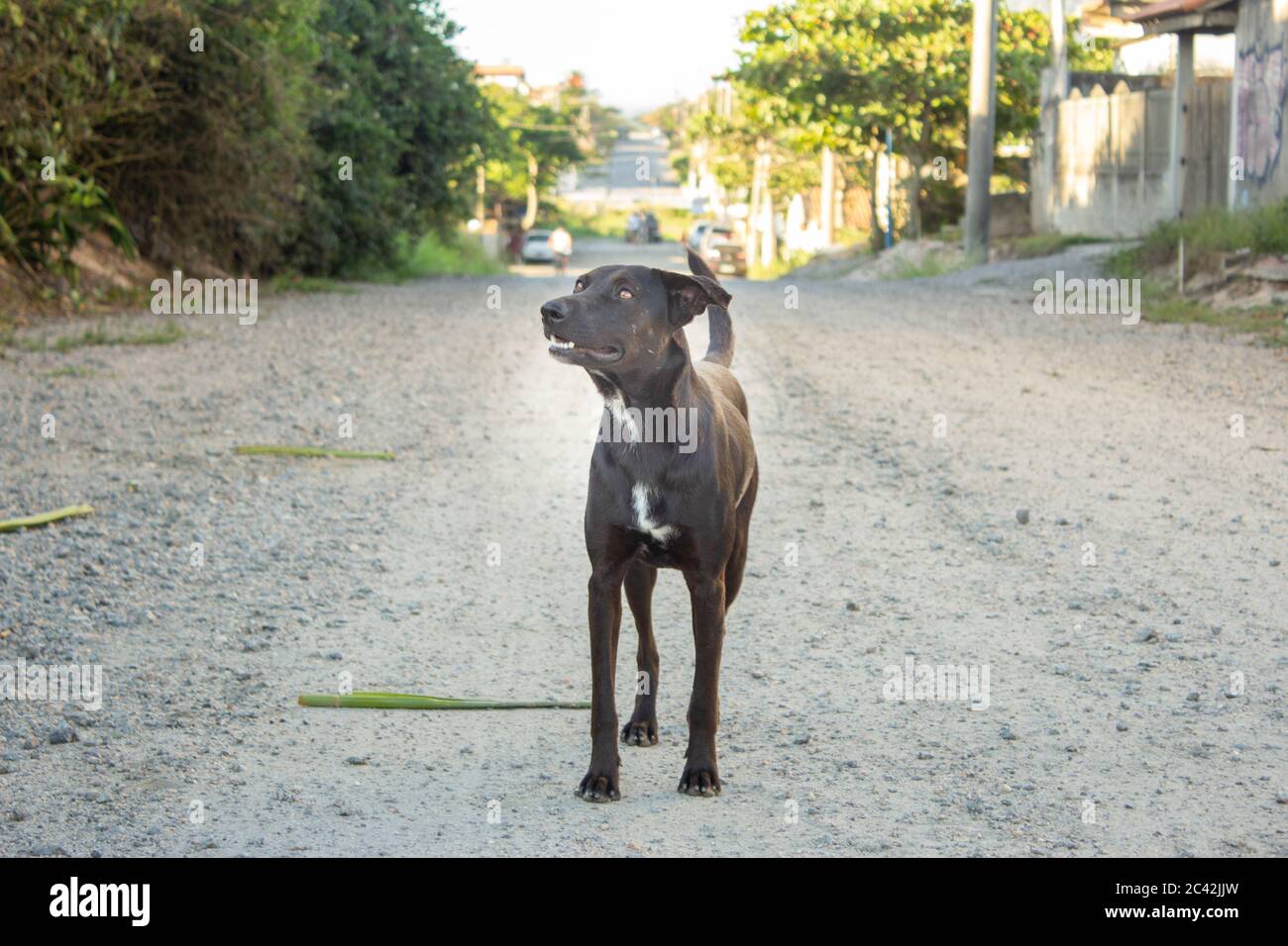 Black dog walking on a gravel road in the city Stock Photo