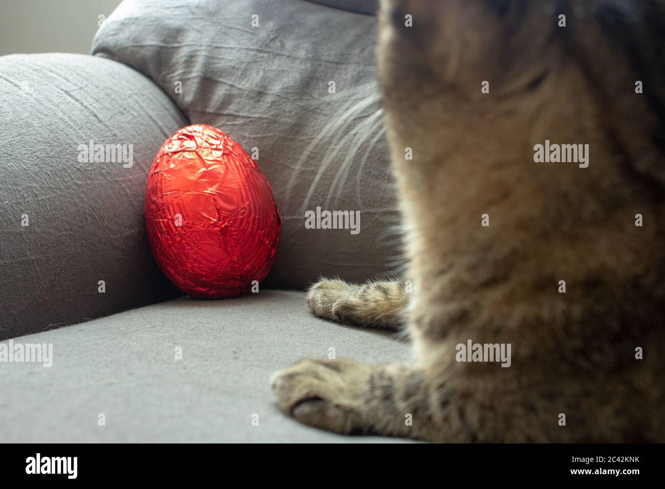 Red easter egg on the corner of a couch still unwrapped with a cat beside it Stock Photo