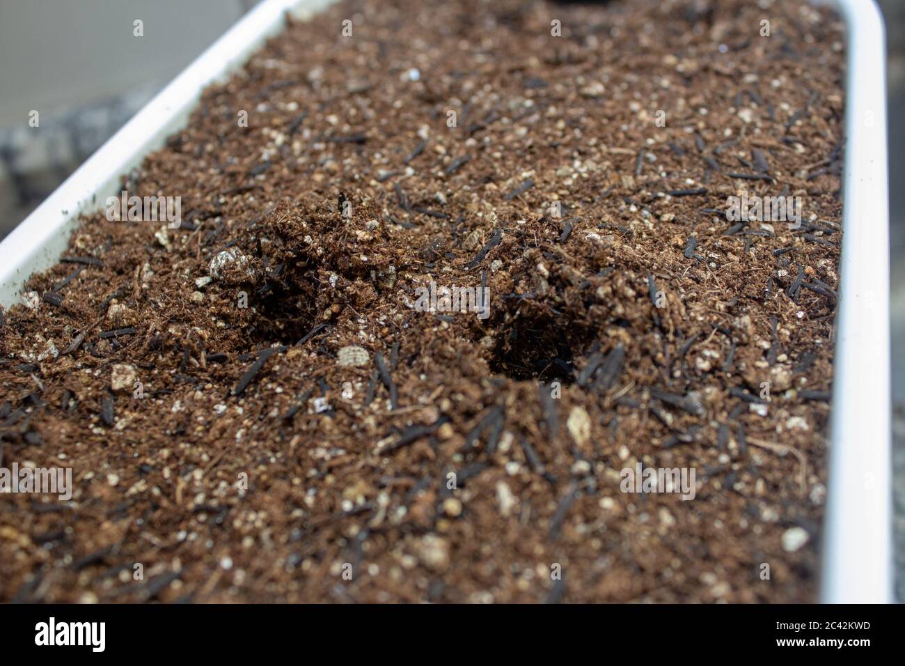 Holes on the soil of a home garden for planting some herbs Stock Photo