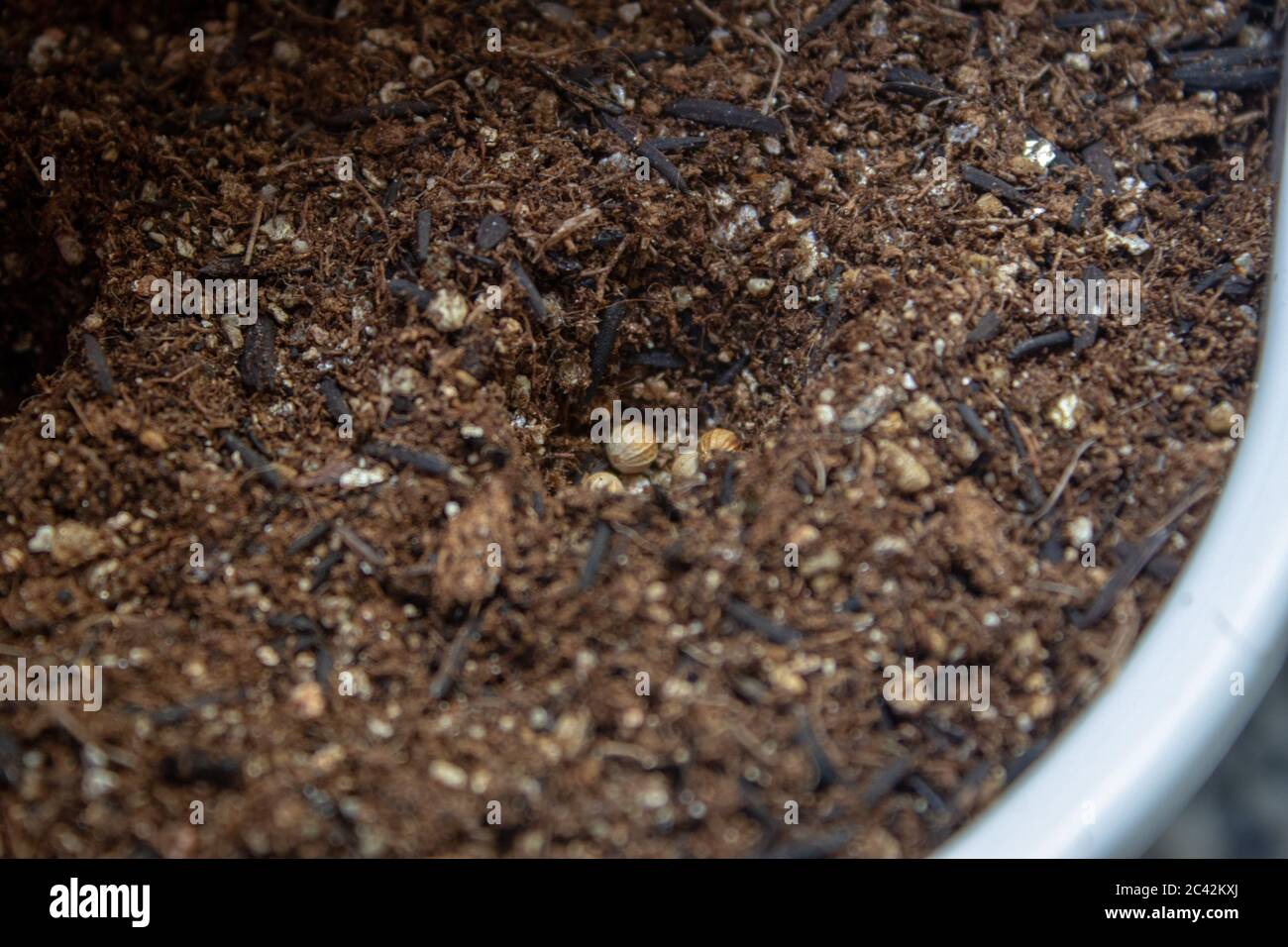 Holes on the soil of a home garden for planting some herbs Stock Photo