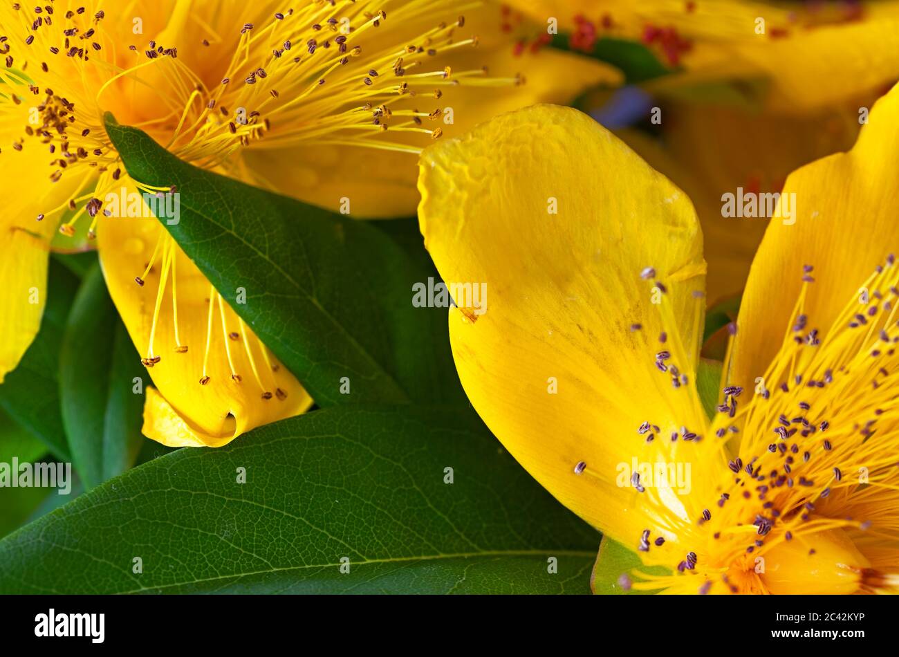 WA16959-00...WASHINGTON - Anther and filament near the stigma of a Saint Johns Wort. Stock Photo