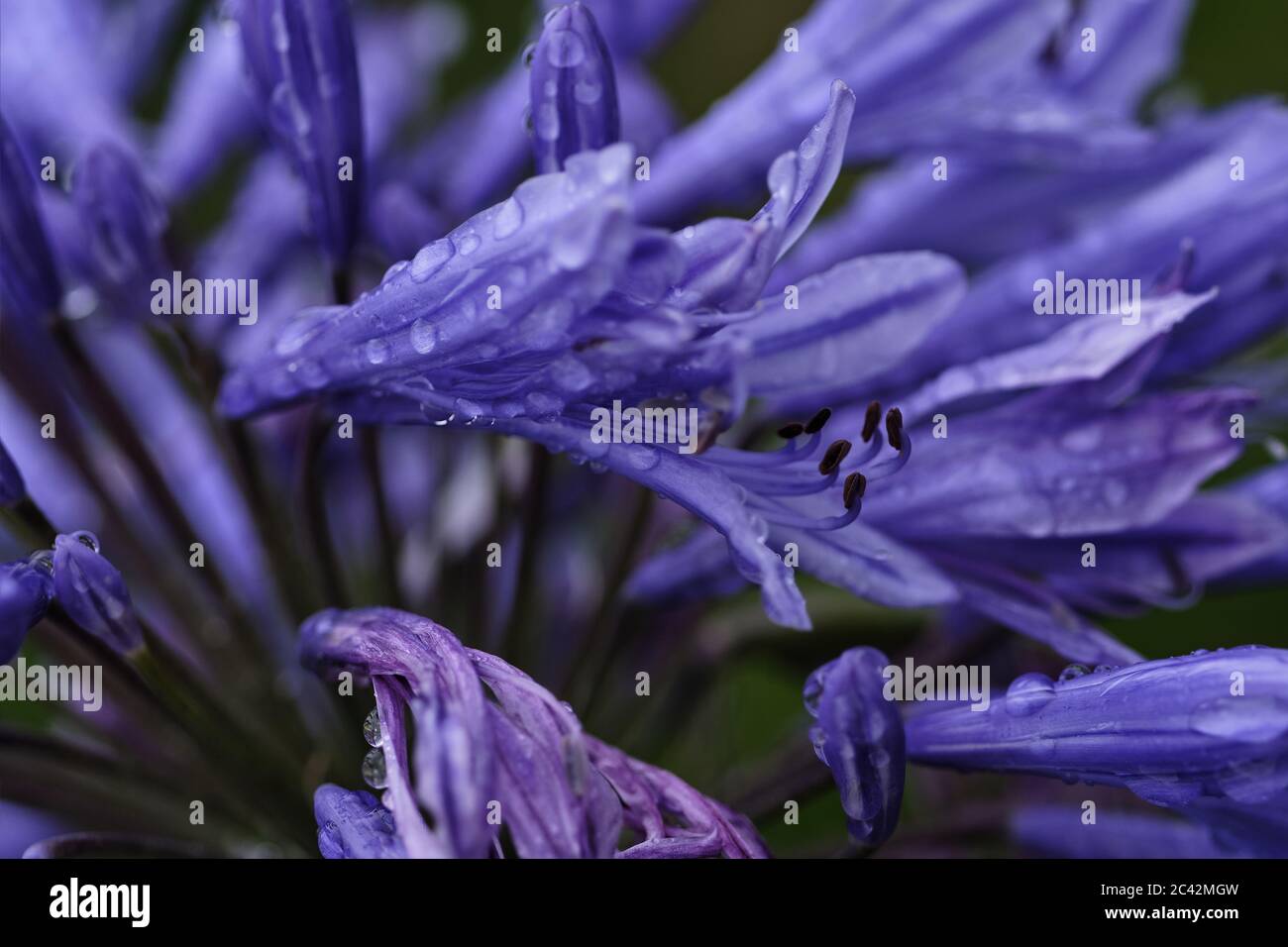 Wet bees hi-res stock photography and images - Alamy
