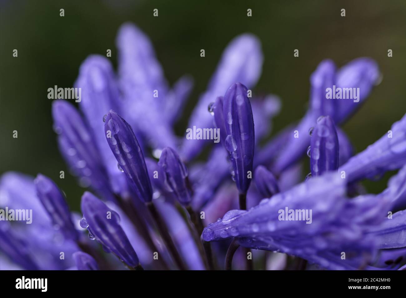 Wet bees hi-res stock photography and images - Alamy