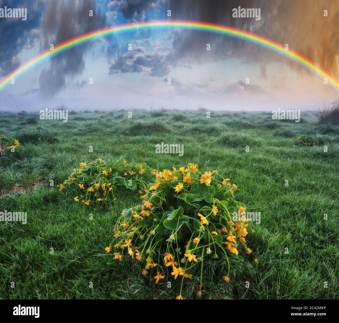 Rainbow over the meadow. picturesque spring morning Stock Photo